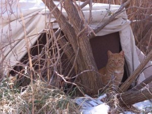 Delaware City Neuter